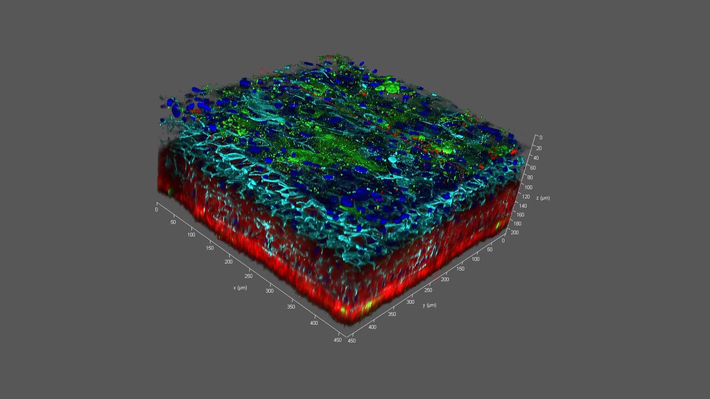 3D 生物列印人皮膚組織